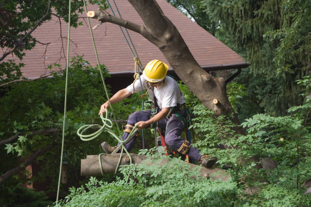 Center, CO Tree Removal Services Company